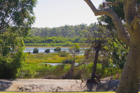 Pinnacles And Yanchep National Park Day Trip From Perth Including Lobster Shack Lunch And Sandboarding - Surfers Paradise Gold Coast 10