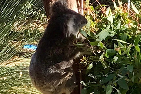 Pinnacles And Yanchep National Park Day Trip From Perth Including Lobster Shack Lunch And Sandboarding - Surfers Paradise Gold Coast 6