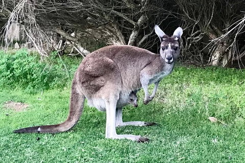 Pinnacles And Yanchep National Park Day Trip From Perth Including Lobster Shack Lunch And Sandboarding - Surfers Paradise Gold Coast 8