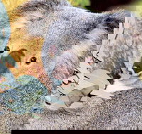 Perth Zoo General Entry Ticket and Sightseeing Cruise - Surfers Paradise Gold Coast