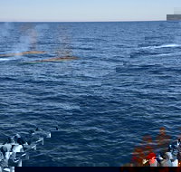 Blue Whale Perth Canyon Expedition - Surfers Paradise Gold Coast