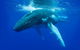 Dunsborough Whale Watching Eco Tour - thumb 0