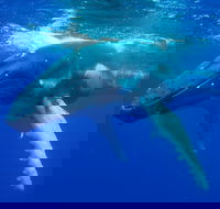 Dunsborough Whale Watching Eco Tour - Surfers Paradise Gold Coast