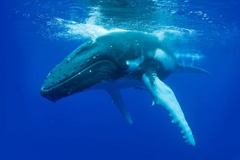 Dunsborough Whale Watching Eco Tour - Surfers Paradise Gold Coast 0