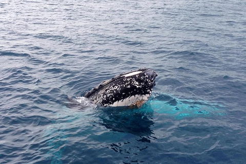 Dunsborough Whale Watching Eco Tour - Surfers Paradise Gold Coast 1
