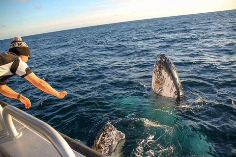 Dunsborough Whale Watching Eco Tour - Surfers Paradise Gold Coast 5