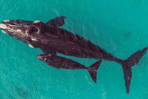 Dunsborough Whale Watching Eco Tour - Surfers Paradise Gold Coast 7