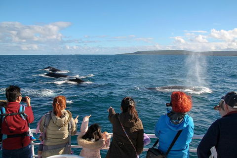 Dunsborough Whale Watching Eco Tour - Surfers Paradise Gold Coast 4