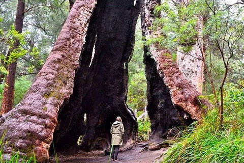 Margaret River Wineries, Caves, Ocean And Karri - Air & Ground Tour - Surfers Paradise Gold Coast 0