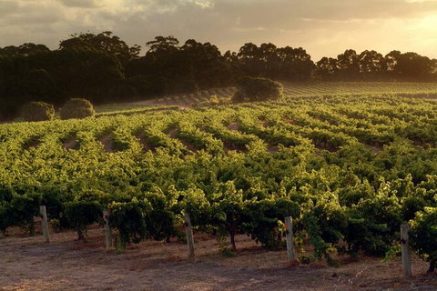 Margaret River Wineries, Caves, Ocean And Karri - Air & Ground Tour - Surfers Paradise Gold Coast 4