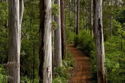 Margaret River Wineries, Caves, Ocean And Karri - Air & Ground Tour - Surfers Paradise Gold Coast 3