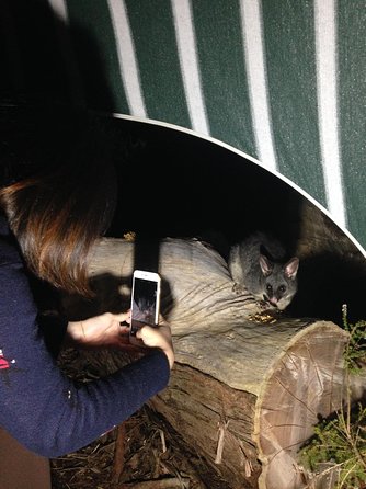Nocturnal Wildlife Tour From Busselton Or Dunsborough - Surfers Paradise Gold Coast 1