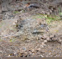 Nocturnal Wildlife Tour from Busselton or Dunsborough - Surfers Paradise Gold Coast