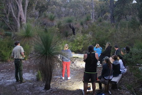 Nocturnal Wildlife Tour From Busselton Or Dunsborough - Surfers Paradise Gold Coast 5