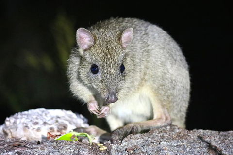 Nocturnal Wildlife Tour From Busselton Or Dunsborough - Surfers Paradise Gold Coast 2