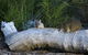 Nocturnal Wildlife Tour From Busselton Or Dunsborough - thumb 8