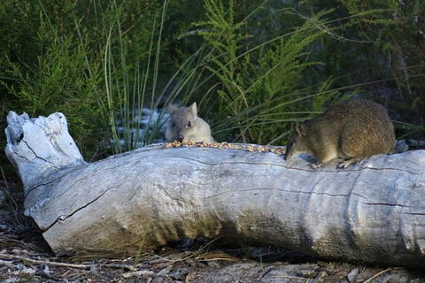 Nocturnal Wildlife Tour From Busselton Or Dunsborough - Surfers Paradise Gold Coast 8