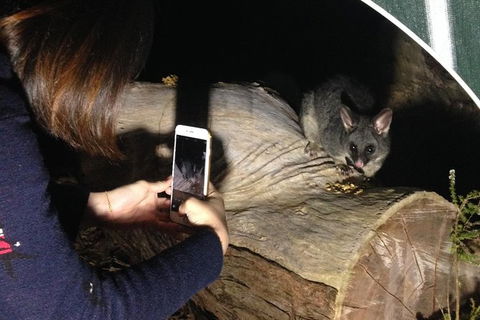 Nocturnal Wildlife Tour From Busselton Or Dunsborough - Surfers Paradise Gold Coast 4