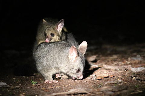 Nocturnal Wildlife Tour From Busselton Or Dunsborough - Surfers Paradise Gold Coast 7