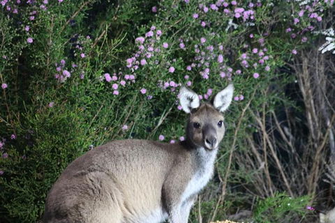 Nocturnal Wildlife Tour From Busselton Or Dunsborough - Surfers Paradise Gold Coast 6