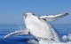 Whale Watching Busselton Departing From Busselton Jetty - thumb 0