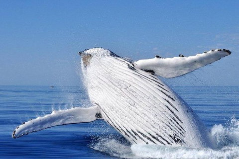 Whale Watching Busselton Departing From Busselton Jetty - Surfers Paradise Gold Coast 0