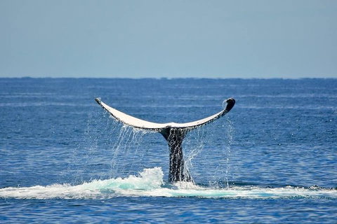 Whale Watching Busselton Departing From Busselton Jetty - Surfers Paradise Gold Coast 1