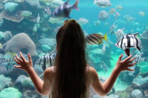 AQWA The Aquarium Of Western Australia: General Admission - Surfers Paradise Gold Coast 1