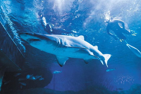 AQWA The Aquarium Of Western Australia: General Admission - Surfers Paradise Gold Coast 9