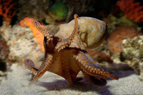 AQWA The Aquarium Of Western Australia: General Admission - Surfers Paradise Gold Coast 15