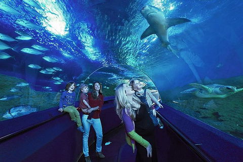 AQWA The Aquarium Of Western Australia: General Admission - Surfers Paradise Gold Coast 14