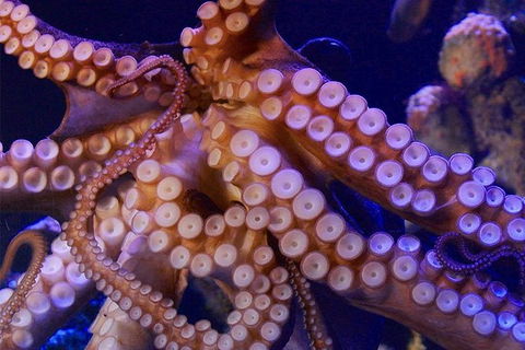 AQWA The Aquarium Of Western Australia: General Admission - Surfers Paradise Gold Coast 8