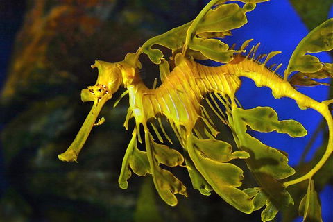 AQWA The Aquarium Of Western Australia: General Admission - Surfers Paradise Gold Coast 13