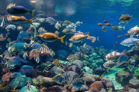 AQWA The Aquarium Of Western Australia: General Admission - Surfers Paradise Gold Coast 10