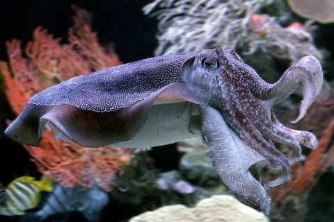 AQWA The Aquarium Of Western Australia: General Admission - Surfers Paradise Gold Coast 16