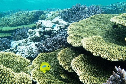Abrolhos Islands Scenic Flight & Snorkel Adventure From Perth - Surfers Paradise Gold Coast 3