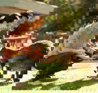 Very Best of Perth Tour - Wildlife Park  City Highlights Tour - Surfers Paradise Gold Coast