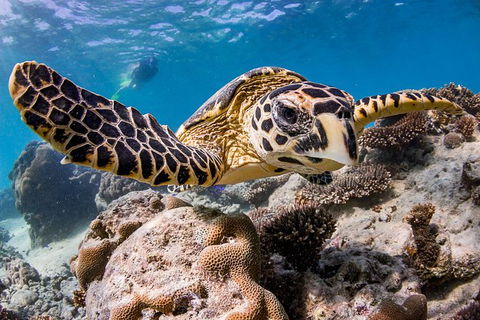 Exclusive Ningaloo Adventure Charter From Exmouth - Surfers Paradise Gold Coast 1