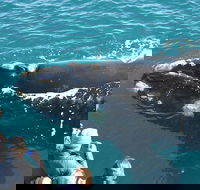 Augusta Whale Watching Eco Tour - Surfers Paradise Gold Coast