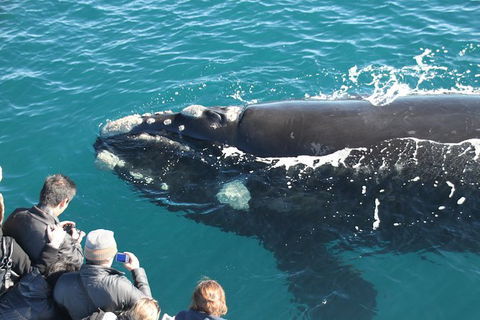 Augusta Whale Watching Eco Tour - Surfers Paradise Gold Coast 2