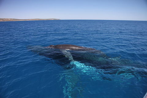 Augusta Whale Watching Eco Tour - Surfers Paradise Gold Coast 6