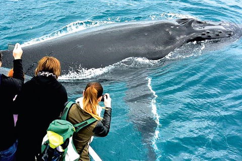Augusta Whale Watching Eco Tour - Surfers Paradise Gold Coast 3