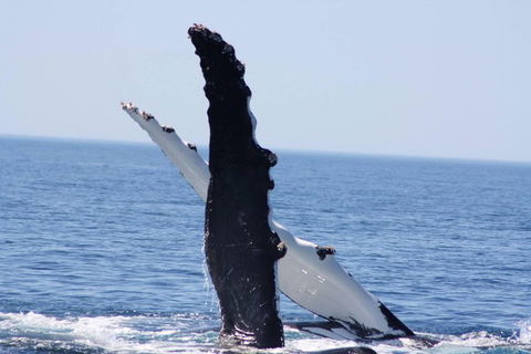 Augusta Whale Watching Eco Tour - Surfers Paradise Gold Coast 4