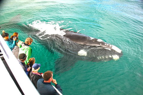 Augusta Whale Watching Eco Tour - Surfers Paradise Gold Coast 7