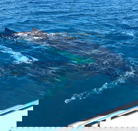 Busselton Whale Watching - Surfers Paradise Gold Coast