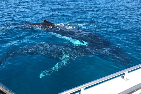 Busselton Whale Watching - Surfers Paradise Gold Coast 0
