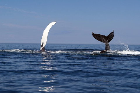 Busselton Whale Watching - Surfers Paradise Gold Coast 1