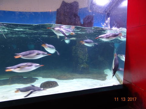 SEA LIFE Melbourne Aquarium Admission Ticket - Surfers Paradise Gold Coast 6