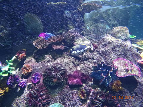 SEA LIFE Melbourne Aquarium Admission Ticket - Surfers Paradise Gold Coast 3