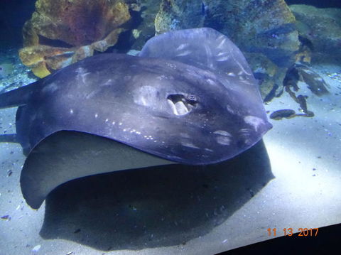 SEA LIFE Melbourne Aquarium Admission Ticket - Surfers Paradise Gold Coast 9